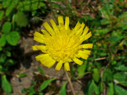 Kleines Habichtskraut: Blüte – H. Zell, CC BY-SA 3.0