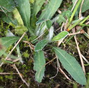 Die 5 cm langen lanzettlichen Blätter haben nur wenige, kleine Zähne am Rand. (Bild: W. Wohlers, JKI)