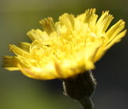 Die Blüten sind leuchtend gelb. (Bild: W. Wohlers, JKI)