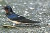 Barn Swallow (Hirundo rustica)