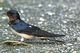 Rauchschwalbe (Hirundo rustica), Foto von T. Trilar