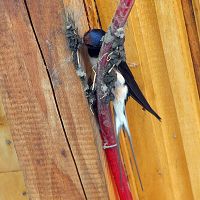 Male of Barn Swallow (Hirundo rustica) building the nest