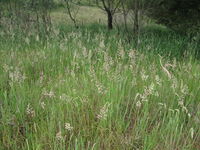 Holcus lanatus habit9 (7325940154).jpg