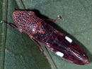 Homalodisca vitripennis 1355010.jpg