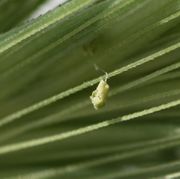 Eine einzelne Anthere mit den gerade herausfallenden Pollen. (Bild: W. Wohlers, JKI)