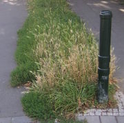 Die Mäusegerste wächst häufig am Straßenrand. Sie sieht aus wie eine kleine Gerste. (Bild: W. Wohlers, JKI)