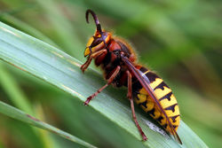 Macroaufnahme einer Hornisse - Flugwapsch62, CC BY-SA 3.0