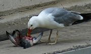 Möwe frisst Taube.