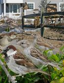 House sparrow From The Crossley ID Guide Eastern Birds.jpg