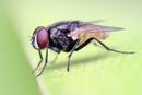 Housefly on a leaf crop.jpg