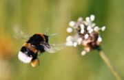 Mit Pollenkörbchen im Anflug auf eine Spitzwegerichblüte (Plantago lanceolata)