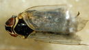 Hyalesthes obsoletus2.jpg