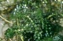 Hydrilla USGS.jpg