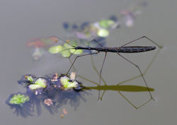 Gemeiner Teichläufer: Bild 1 Kategorie FEHLT! - CC BY-SA 3.0 / Autor: Christian Fischer