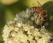 Die Fetthenne hat Nektardrüsen, die von Bienen abgesucht werden. (Bild: W. Wohlers, JKI)