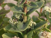 Aus allen oberen Blattachseln treiben Blüten. (Bild: W. Wohlers, JKI)