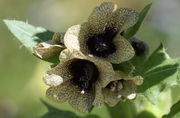 Die Blüten am Ende des Triebes. Eine Blüte misst ca. 2,5 cm im Durchmesser. (Bild: W. Wohlers, JKI)