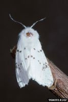 Hyphantria cunea IPM0014142.jpg