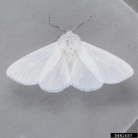 Hyphantria cunea IPM5461457.jpg