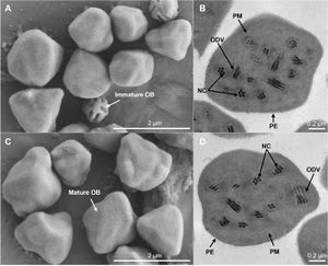 Hyphantria cunea NPV BMCGenomics.jpg