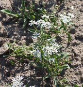 Die Bittere Schleifenblume wird im JKI-Unkrautgarten 40 cm hoch. (Bild: W. Wohlers, JKI)