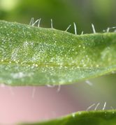 Das Blatt ist am Rand nur wenig behaart. Es hat eine Mittelrippe und hier zwei weitere, parallel laufende Adern. (Bild: W. Wohlers, JKI)