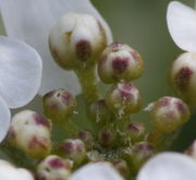 Die Knospen sind rundlich, häufig rot angehaucht. Die Kelchblätter haben einen weißen Rand. (Bild: W. Wohlers, JKI)