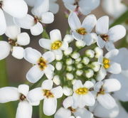 Die Blüten haben unterschiedlich lange, weiße Kronblätter. (Bild: W. Wohlers, JKI)