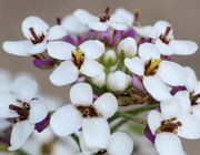 Die Kelchblätter der Knospen sind noch weiß, die der Blüten hier violett. (Bild: W. Wohlers)