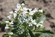 Als Zierpflanze ist die Schleifenblume durchaus geeignet. (Bild: W. Wohlers, JKI)