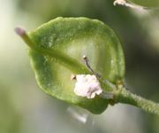 Eine einzelne, 5 mm große Schote. Sie ist fast rund und flach mit zwei Spitzen neben der Narbe. (Bild: W. Wohlers, JKI)