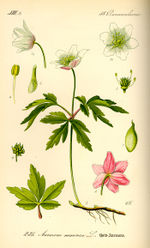 Bildtafel zu Anemone nemorosa aus "Thomé 1885: Flora von Deutschland"