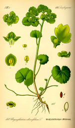 Bildtafel zu Chrysosplenium alternifolium aus "Thomé 1885: Flora von Deutschland"