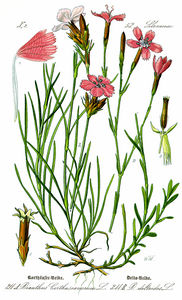 Illustration Dianthus deltoides0-clean.jpg