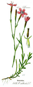 Illustration Dianthus deltoides clean-reconstucted.jpg