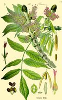 Illustration Fraxinus excelsior2.jpg