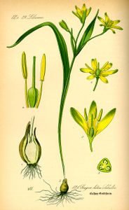 Bildtafel zu Gagea lutea aus "Thomé 1885: Flora von Deutschland"