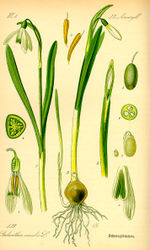 Bildtafel zu Galanthus nivalis aus "Thomé 1885: Flora von Deutschland"