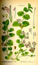 Bildtafel zu Glechoma hederacea aus "Thomé 1885: Flora von Deutschland"