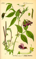 Bildtafel zu Lathyrus vernus aus "Thomé 1885: Flora von Deutschland"