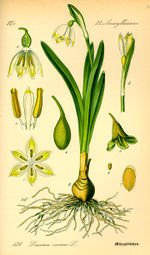 Bildtafel zu Leucojum vernum aus "Thomé 1885: Flora von Deutschland"