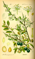 Bildtafel zu P. spinosa aus "Thomé 1885: Flora von Deutschland"