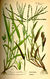 Digitaria sanguinalis