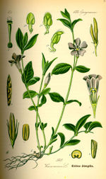 Bildtafel zu Vinca minor aus "Thomé 1885: Flora von Deutschland"