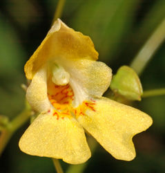 Kleinblütiges Springkraut: Blüte – André Karwath, CC BY-SA 2.5