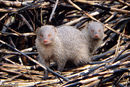 Indian Grey Mongoose (Herpestes Edwardsii) (26818546176).jpg