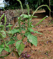 Indian Turnsole (Heliotropium indicum) W IMG 9743.jpg