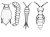 Insekten1 01122009 Fluegellose.png