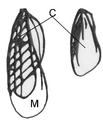 Wanzenflügel mit Corium (C) und Membran (M)