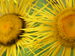 Inula helenium.jpg